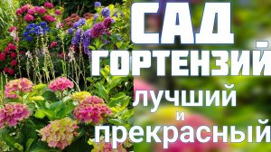 Лучший САД ГОРТЕНЗИЙВ МИР КРАСОТЫ с нами по ПУТИ .