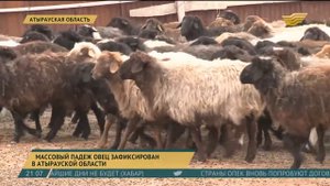 В Атырауской области наблюдается массовый падеж овец
