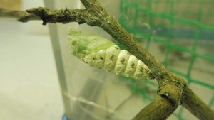 ПРОЦЕСС ОКУКЛИВАНИЯ ГУСЕНИЦЫ БАБОЧКИ МАХАОН - 14 . 09 . 2018 ( ПИТОМНИК "МАРИ МИСТИК" )