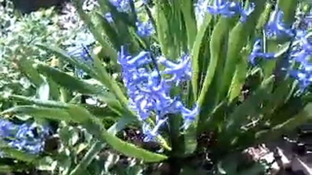 Благовіщення і гіацинти. Зйомка 7 квітня. Holyday and little flowers. Video from 7 of Apryl. смотреть онлайн
