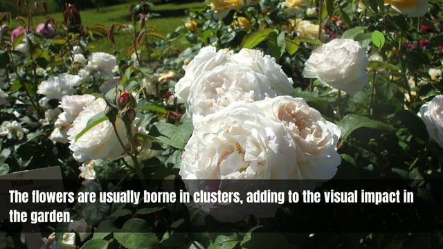 Rosa 'Winchester Cathedral' | 'Winchester Cathedral' Rose | English Roses смотреть онлайн