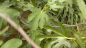 Инжир ялтинский(королевский).