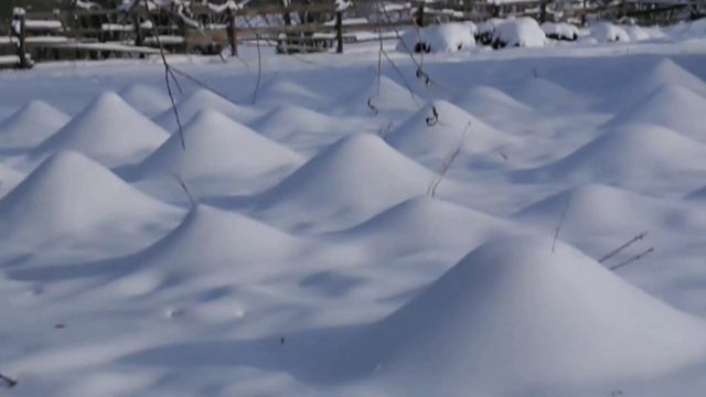 Яблони в снегу смотреть онлайн