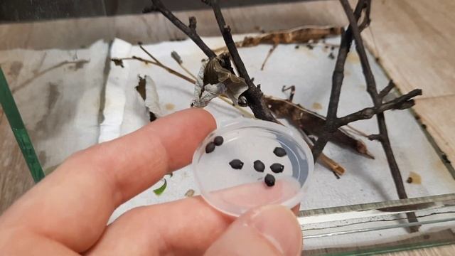 Яйца палочника Sungaya inexpectata. смотреть онлайн