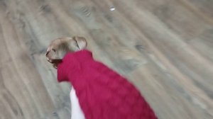 Одежда для той-терьера для зимы, ботинки для собаки, вязаная жилетка