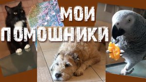 Моя творческая студия и ее помощники! Они живут среди нас! Веселые домашние питомцы.