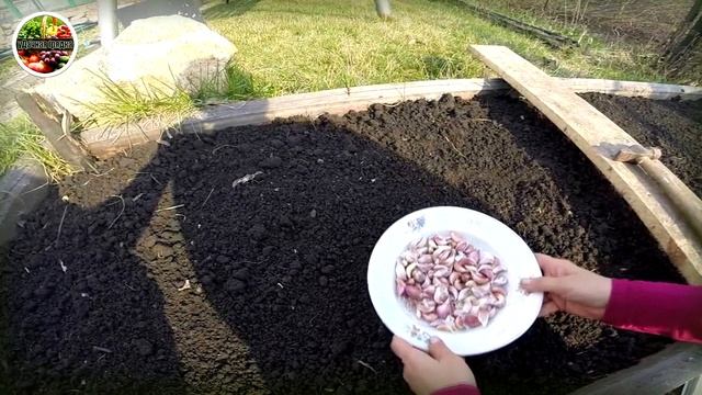 Сажаем озимый чеснок! Все секреты правильной посадки!!! смотреть онлайн