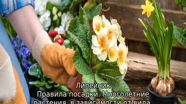 Многолетние цветы, цветущие все лето