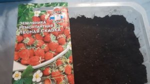 Несколько способов посадки земляники мелкоплодной.