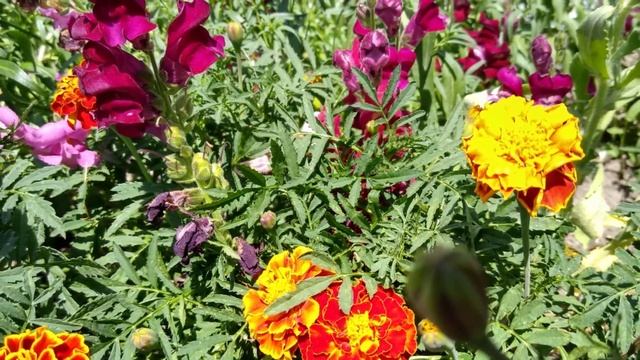 Неприхотливые долгоцветущие цветы,которые любят солнце.Клумба,как в детстве.