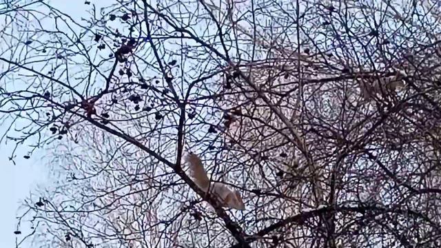 Куда исчезли белки, страшен ли им COVID. смотреть онлайн