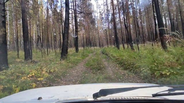 заготовка дров сентябрь 2023 . смотреть онлайн