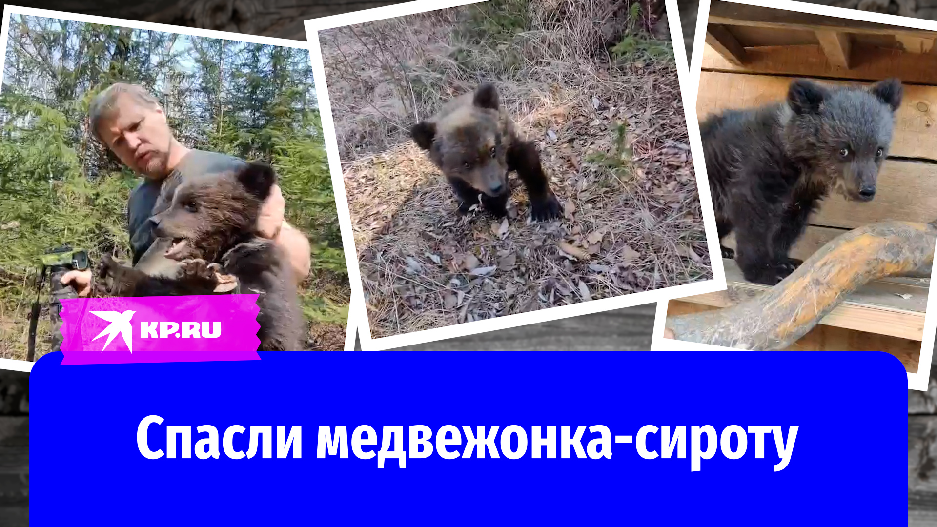 Спасли медвежонка-сироту
