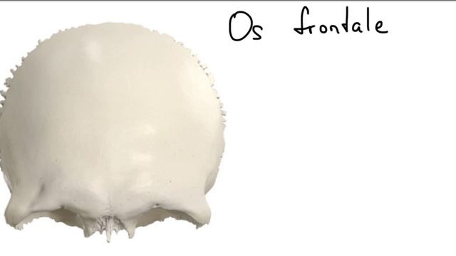 АНАТОМИЯ ЧЕРЕПА: ЗАТЫЛОЧНАЯ, ТЕМЕННАЯ, ЛОБНАЯ И РЕШЕТЧАТАЯ КОСТЬ смотреть онлайн