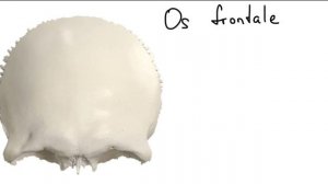 АНАТОМИЯ ЧЕРЕПА: ЗАТЫЛОЧНАЯ, ТЕМЕННАЯ, ЛОБНАЯ И РЕШЕТЧАТАЯ КОСТЬ