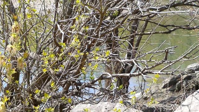 Panasonic ZS20 / TZ30 Sample Video 1080p 60 fps AVCHD Lake Ontario смотреть онлайн