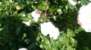 Новая форма базального побега у Шлосс Ойтин