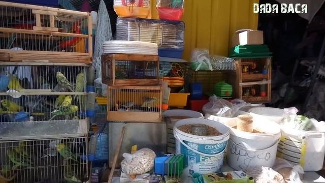 САЛТОВСКИЙ ПТИЧИЙ РЫНОК В ХАРЬКОВЕ! Зоомагазин 3 Рифа! смотреть онлайн