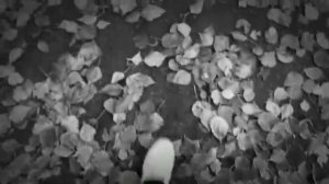 День всех святых.Черепашелло.Часть 1