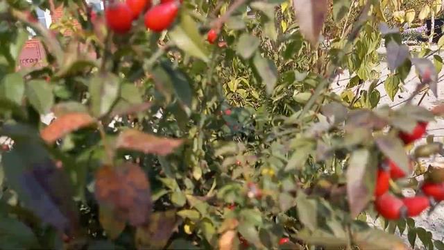 Обрезка глицинии. Собрали топинамбур, созревает шиповник. смотреть онлайн