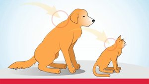 Как наносить Стронгхолд