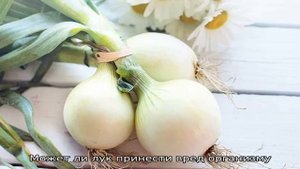 Что будет, если есть лук каждый день