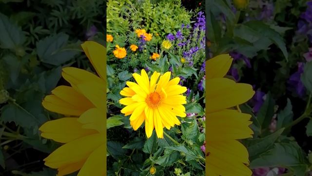 Гелиопсис многолетний.? (Heliopsis)