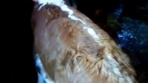 Подсосные месячные телята казахской белоголовой породы