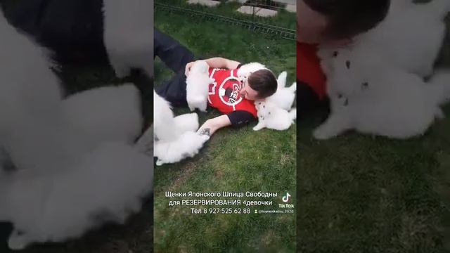 японский шпиц Щенки смотреть онлайн