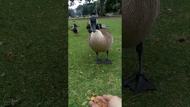 Parque de los Patos en Anaheim California 2021