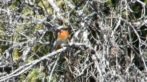 Красноспинная горихвостка - Phoenicurus erythronotus