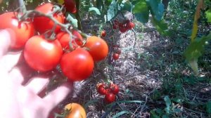 Выращивание томатов в открытом грунте урожай 2017