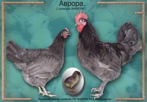Аврора Голубая порода кур / Птицеводство
