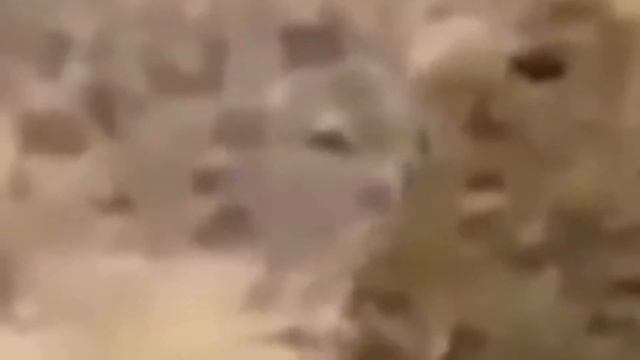 5 НЕИЗВЕСТНЫХ СУЩЕСТВ ОБИТАЮЩИХ СРЕДИ НАС 1