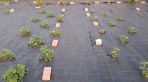 Огород без сорняков - почвоукрывной материал