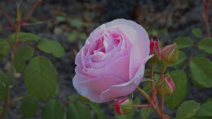 4K HDR - Rose Princesse Claire de Belgique by Martin Vissers