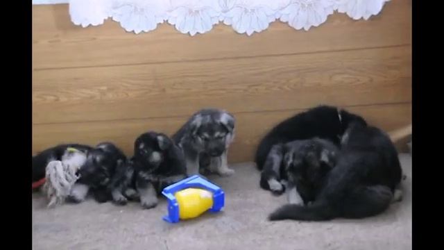 Щенки Восточноевропейской овчарки, продажа смотреть онлайн