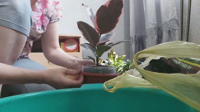 Комнатные растения. Пересадка фикуса эластика, бугенвиллеи и посадка на укоренение крассулы минор. смотреть онлайн