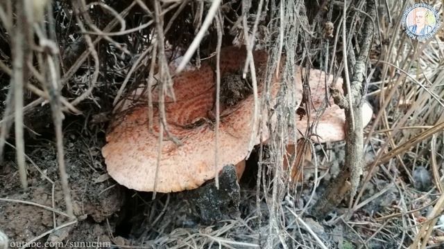 MANTAR TOPLAMA -ÖMERLİ VE ŞİLE ORMANLARI - 190.Bölüm смотреть онлайн