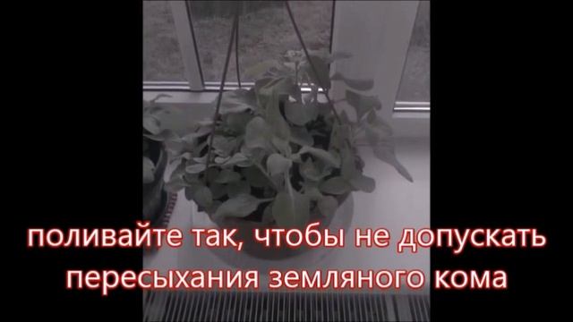 Как самому вырастить ПЕТУНИИ. смотреть онлайн