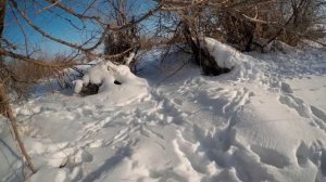 Ставим петли на зайца. Удачная охота 2022год.