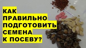 Как правильно подготовить семена к посеву How to properly prepare seeds for sowing