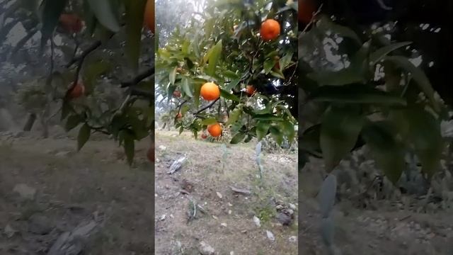 Сицилия.Цветы миниолы.