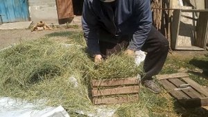 Как самому заготовить сено в тюках козам.