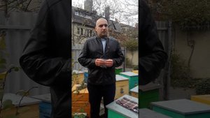 Санапин. Здоровые пчелы.