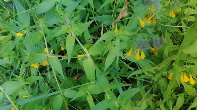 12.07.2021г  Иван-да-марья (Марьянник дубравный)