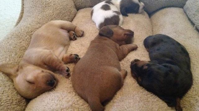 302. Сладкий сон малышей выпуск 4. Картинки для хорошего настроения