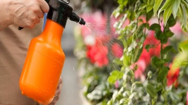 Катарантус ампельный — что за цветок смотреть онлайн