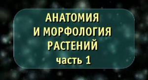 Анатомия и морфология растений. Часть 1. Семя. Корень. Биология
