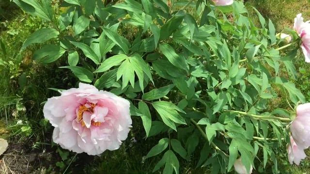 Древовидный пион Снежный персик, цветение 7 мая 2018 смотреть онлайн